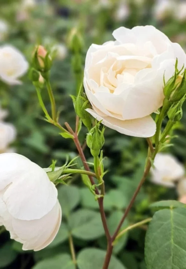 Yakın çekimde, yeşil yapraklar ve tomurcuklar arasında nazikçe açmış, arı dostu, açık formlu, krem rengi güller, Chelsea Flower Show 2026'da öne çıkan doğal bahçe trendleri arasında yer alan yeni yaklaşımları temsil ediyor.