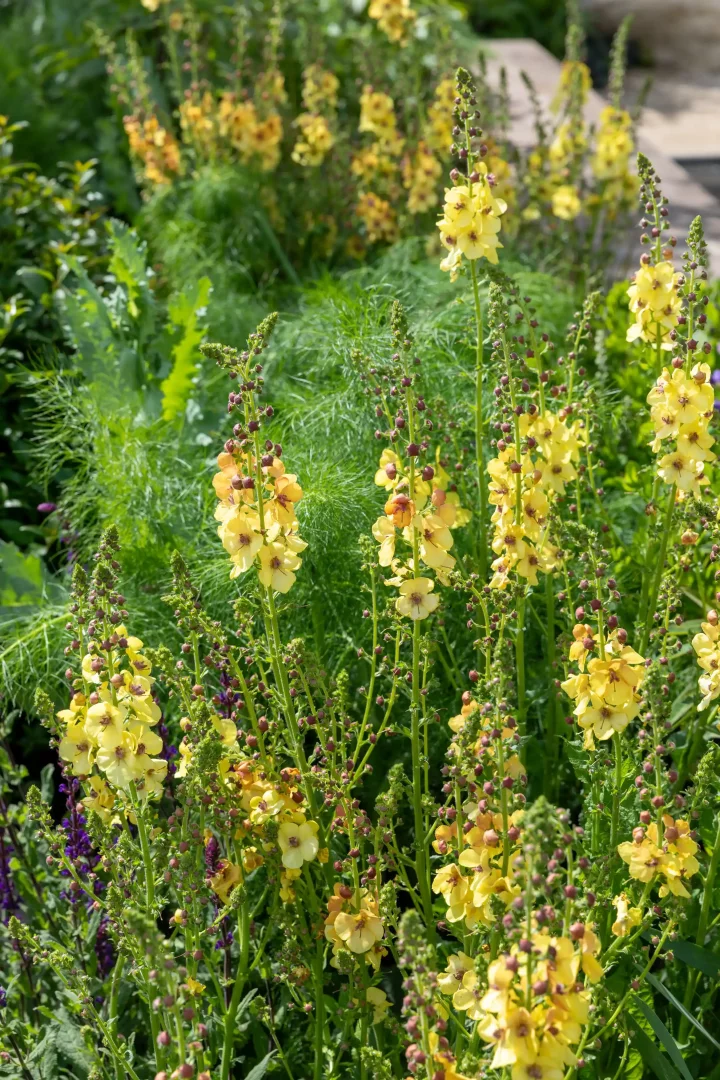 Uzun sapları üzerinde açan parlak sarı çiçekler ve aralarında ince yapraklı yeşilliklerin yer aldığı, Chelsea Flower Show 2026'da öne çıkan bahçe trendlerinden kontrollü vahşilik ve arı dostu bitki seçimlerini yansıtan doğal ve katmanlı bir bahçe detayı.