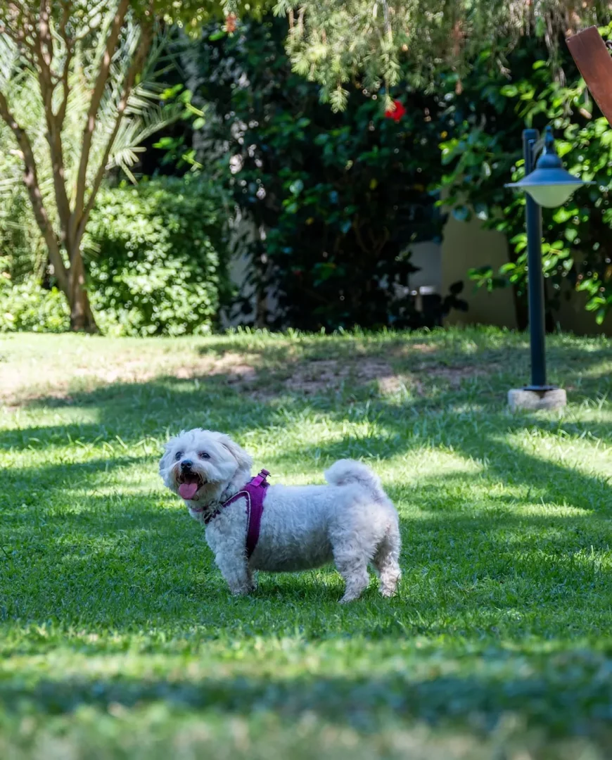 Mor tasmalı, ağzı hafif açık ve dili dışarıda olan sevimli beyaz tüylü bir köpek, DoubleTree by Hilton Bodrum Işıl Club'ın yemyeşil çimenlerinde güneşin altında neşeyle duruyor, arka planda gür ağaçlar ve bir bahçe aydınlatması görülüyor.