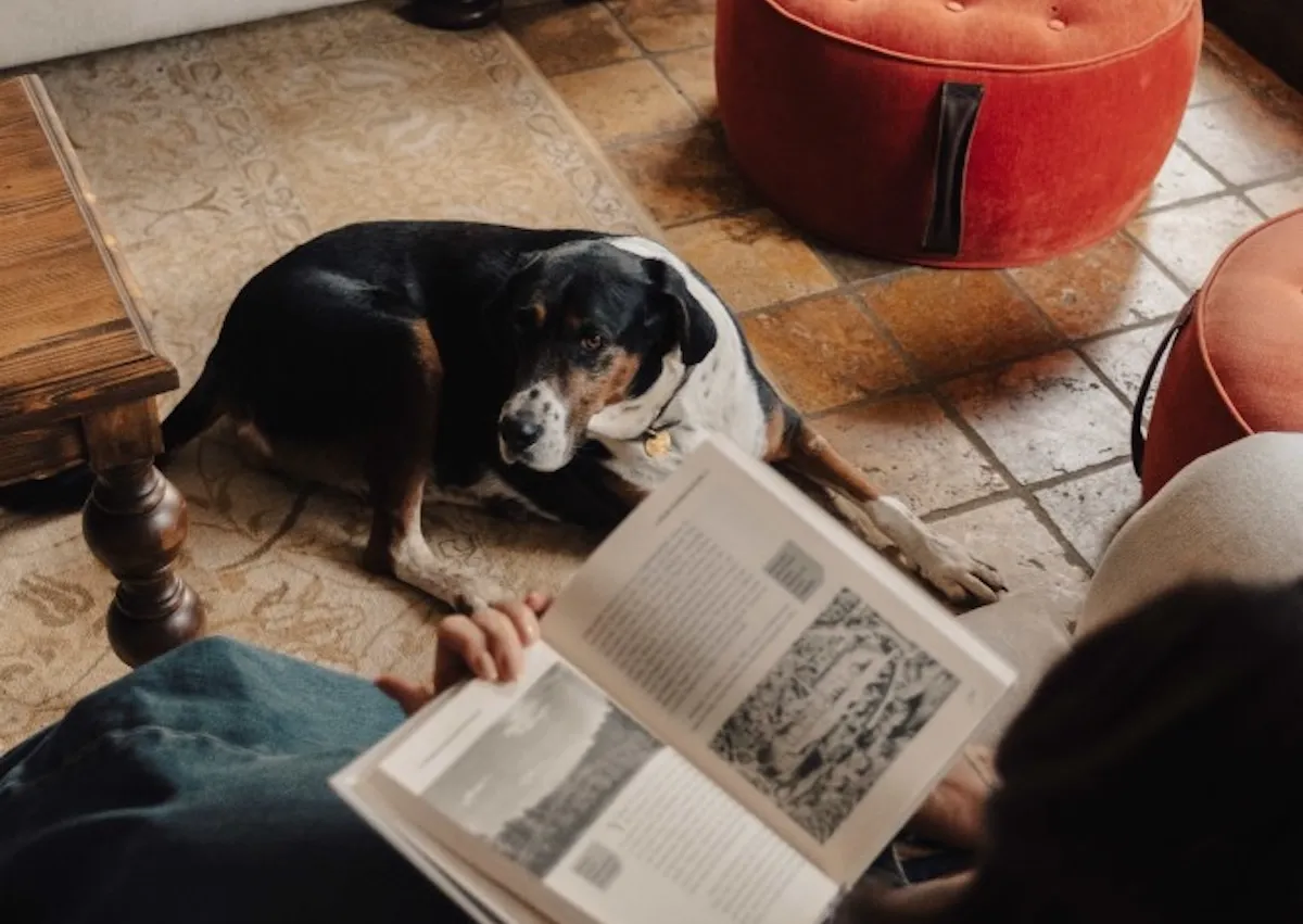 Büyükanne evinin huzurlu atmosferinde, yerde uzanmış siyah-beyaz benekli sevimli bir köpeğin, elinde kitapla keyifli bir an geçiren kişinin okumasına sessizce eşlik ettiği bu harikalar diyarı sahnesi.