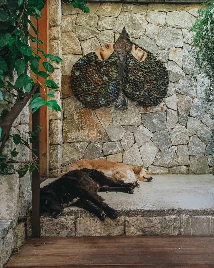 Maçakızı Otel'in taş duvarında, insan yüzleri detaylı, dokulu yeşil yaprak motifli bir sanat eserinin altında huzur içinde uyuyan biri siyah diğeri açık kahverengi iki köpeğin dinlendiği sakin ve doğal bir atmosferi yansıtan bir görsel.