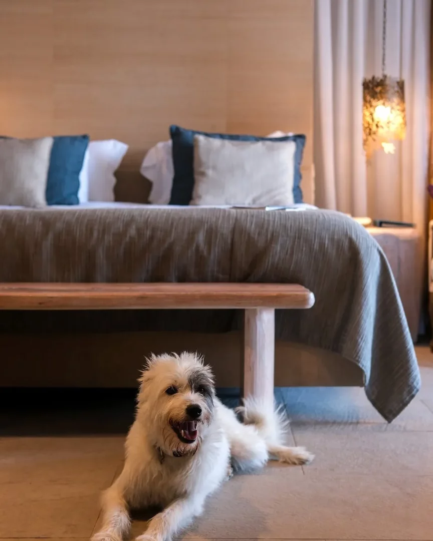 Martı Hemithea Hotel'in modern ve şık odasında, gri ve beyaz çizgili yastıklarla donatılmış konforlu bir yatağın önünde, neşeli beyaz tüylü bir köpek keyifli bir şekilde uzanmış, misafirperver ve evcil hayvan dostu atmosferi yansıtıyor.