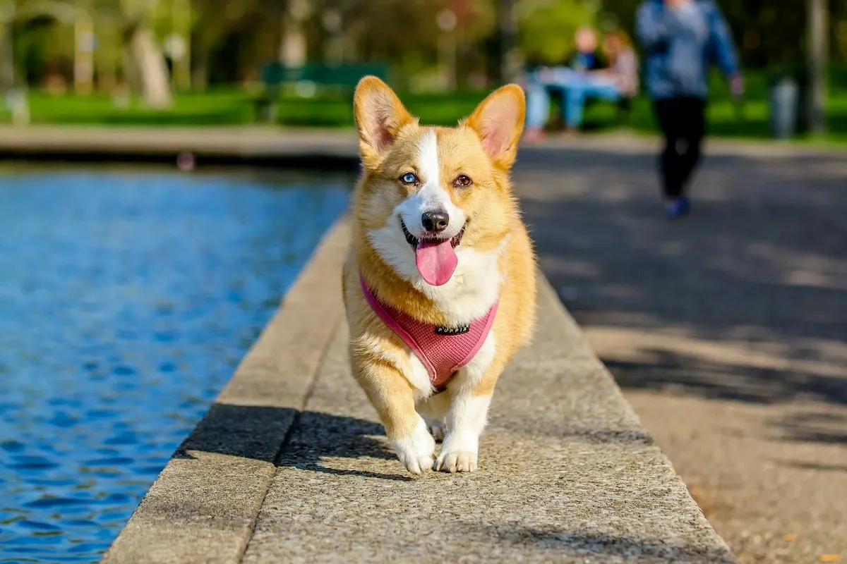 Pembe koşumlu, dili dışarıda mutlu bir Corgi köpeği, güneşli bir parkta mavi bir göletin kenarındaki beton bir patikada neşeyle yürürken, biri mavi diğeri kahverengi olan farklı renkli gözleri dikkat çekiyor.