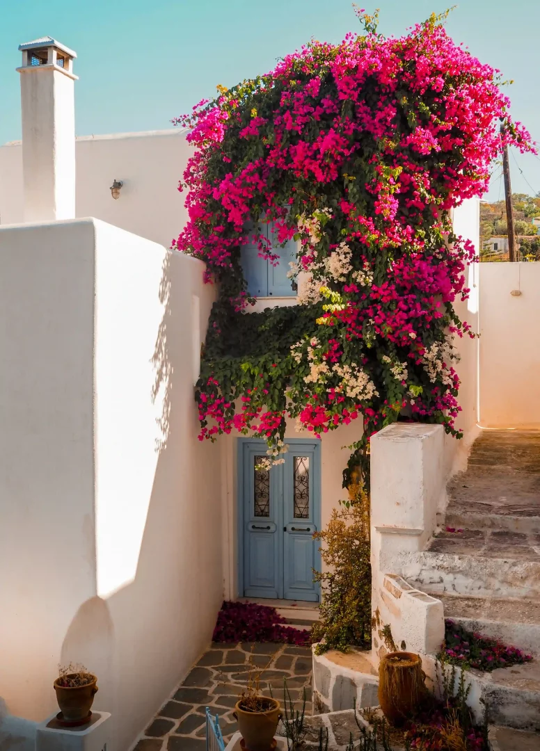 Paros'a özgü, bembeyaz badanalı bir evin açık mavi kapısı ve penceresini sarmalayan canlı pembe ve beyaz begonvil çiçekleri, taş döşeli dar bir geçitteki merdivenlerle birlikte Ege'nin büyüleyici atmosferini ve gezi deneyimini vurguluyor.