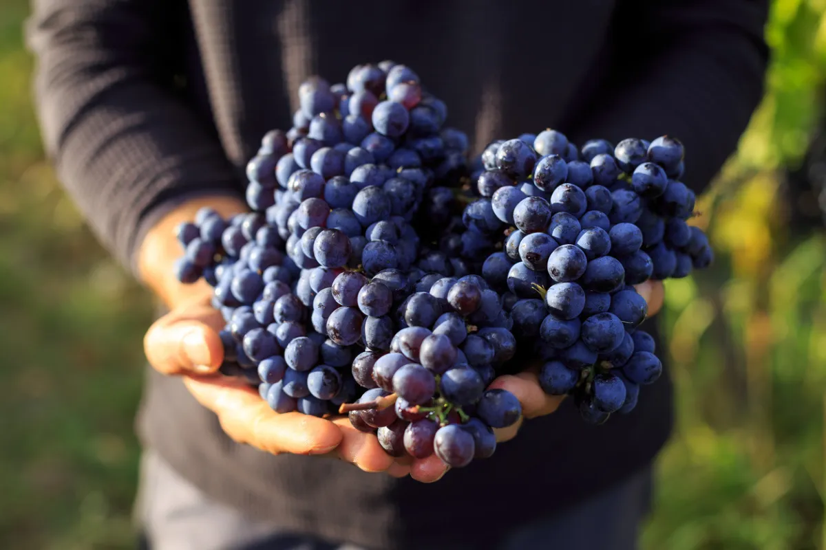 Resveratrol: Doğanın En Güçlü Anti-Aging Molekülü