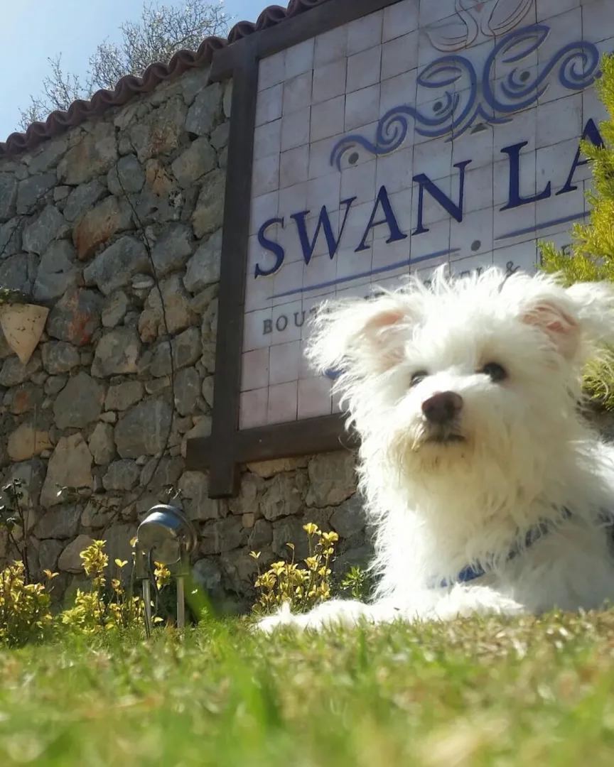 Güneşli bir Selimiye gününde, yemyeşil çimlerin üzerinde uzanmış, sevimli, beyaz tüylü bir köpek, arkasında belirgin Swan Lake Boutique tabelasıyla huzurlu bir anın tadını çıkarıyor.