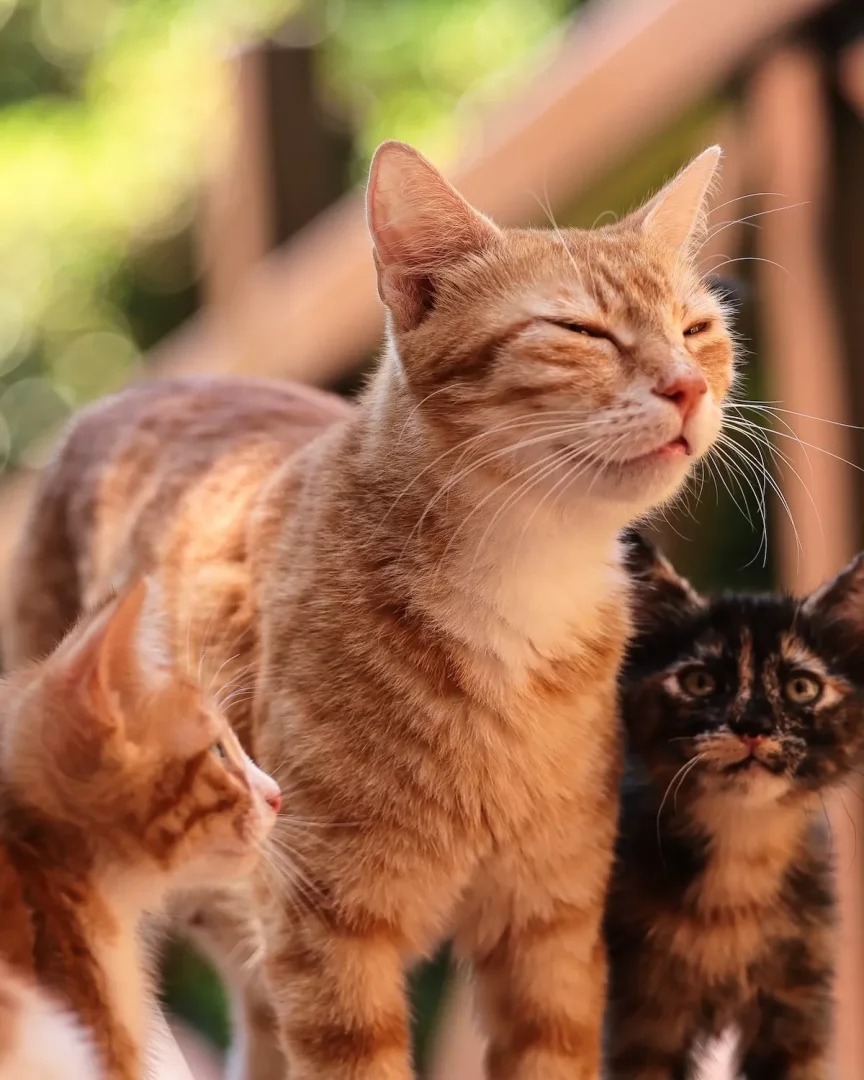 Güneşli bir ortamda, gözleri kısık, turuncu tüylü yetişkin bir kedi, yanında ona bakan turuncu bir yavru kedi ve kameraya merakla bakan benekli bir yavru kediyle birlikte duruyor, bu sahne The Marmara Bodrum gibi bir yerde rastlanabilecek doğal güzellikleri akla getiriyor.