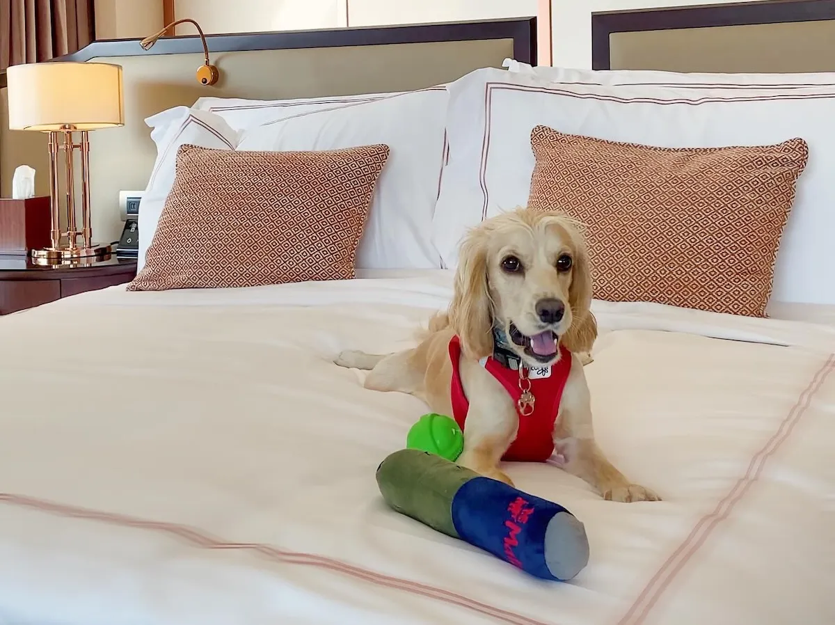 Evcil hayvan dostu otellerde patili dostunuzla tatil yapmanın keyfini çıkaran, kırmızı koşum takımlı, altın rengi tüylü bir köpek, lüks bir otel odasının yumuşak beyaz yatağında oyuncaklarıyla birlikte neşeyle uzanmış.