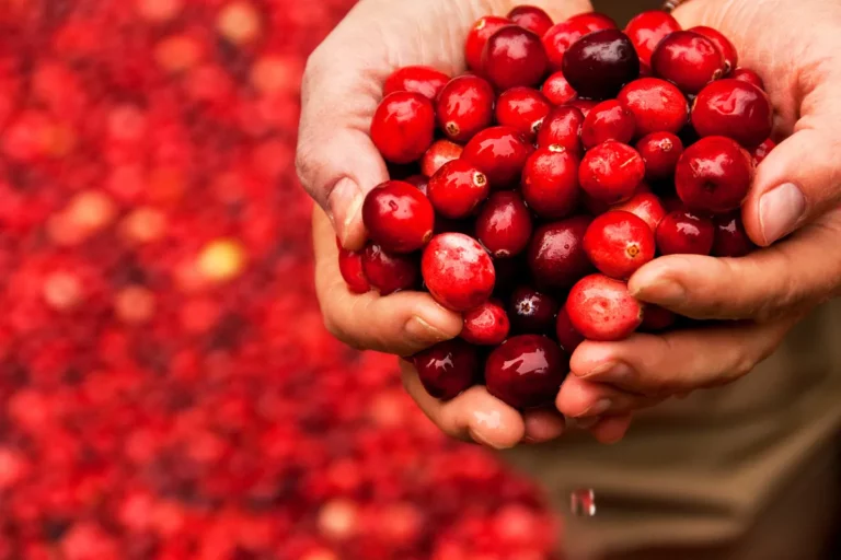 Bilimsel Verilerle Cranberry Rehberi: Hangi Formu Gerçekten Faydalı?