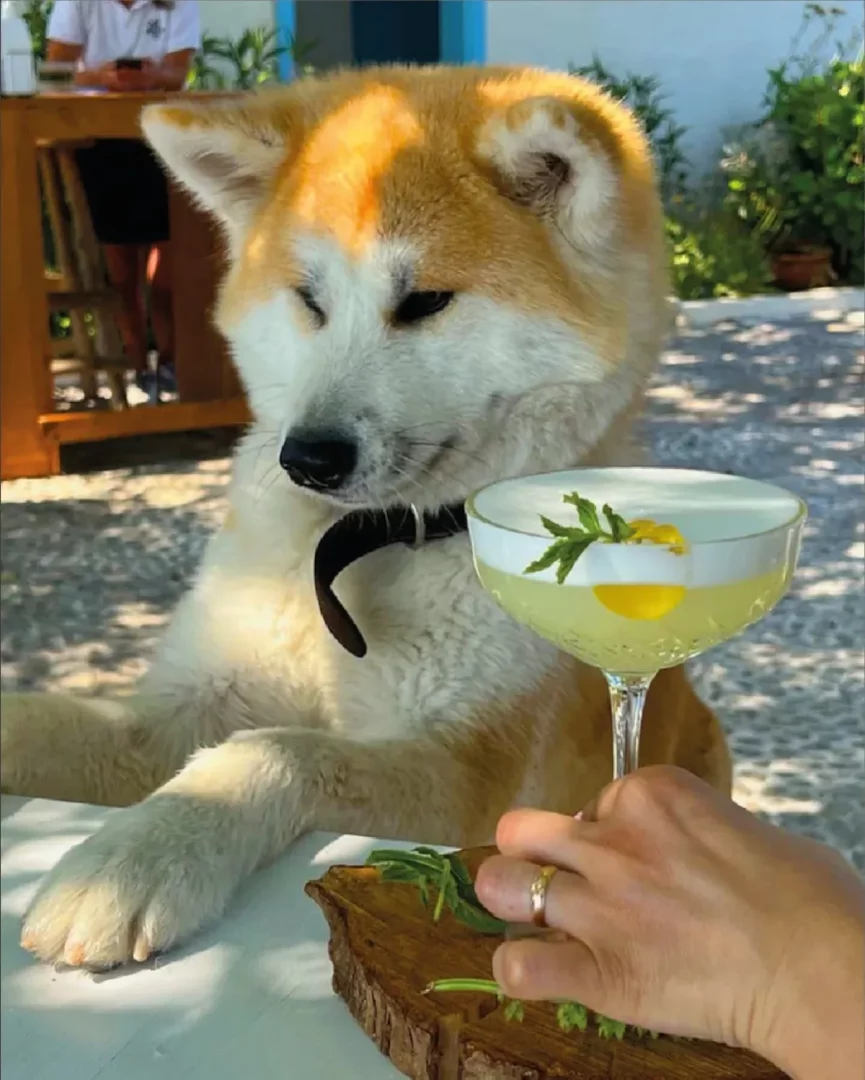 Kahverengi ve beyaz tüylere sahip, tasmalı, iri bir Akita köpeği, açık havada bir masada oturmuş, sarı içecek ve nane süslemeli şık bir kokteyl kadehini tutan insan eline merakla bakıyor, evcil hayvan dostu otellerin misafirperverliğini ve konforunu gözler önüne seriyor.