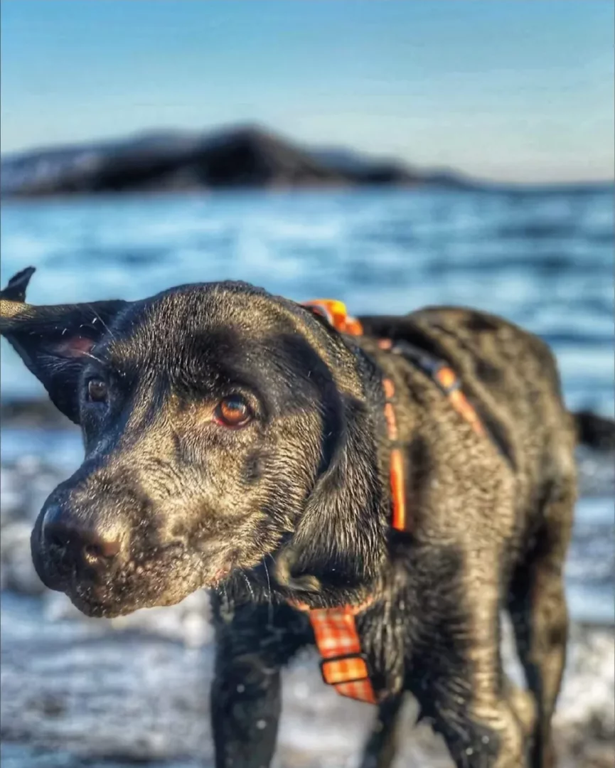 Turuncu kareli koşumuyla ıslak siyah bir Labrador köpeği, berrak mavi gökyüzü ve uzaktaki bulanık dağ manzarası eşliğinde, denizin sığ sularında neşeyle durarak etrafına meraklı gözlerle bakıyor ve doğanın tadını çıkarıyor.