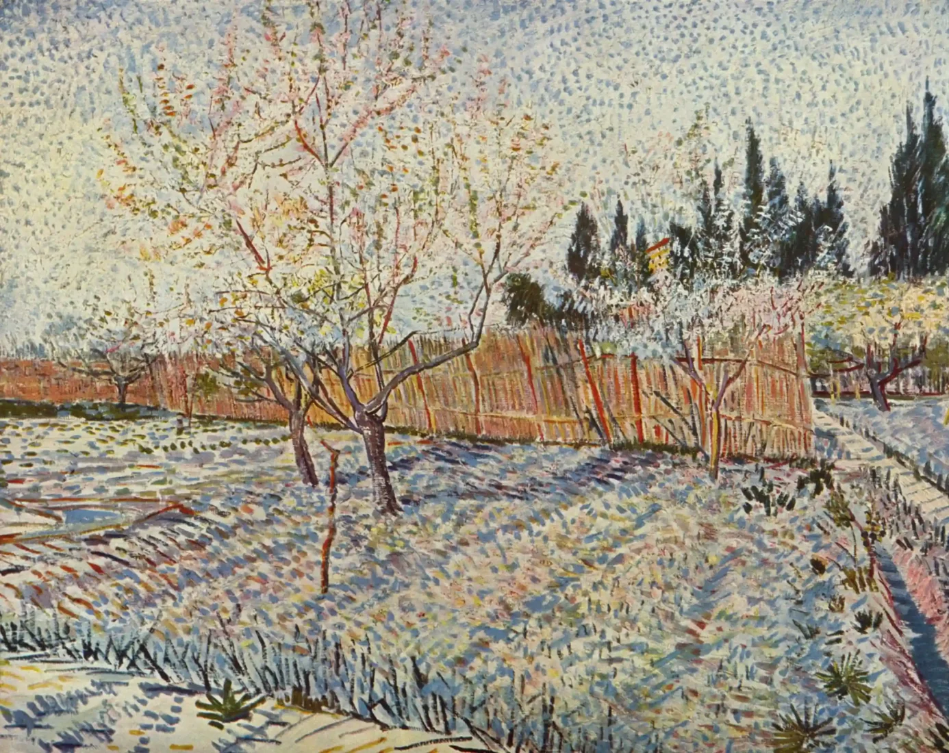 Van Gogh'un canlı fırça darbeleriyle betimlediği bu etkileyici tabloda, kendine özgü dönen mavi ve sarı gökyüzü altında, uzun, alev benzeri koyu yeşil servilerle dolu yemyeşil bir meyve bahçesi, uzakta küçük bir figürün göründüğü kıvrımlı bir patika boyunca uzanmaktadır.
