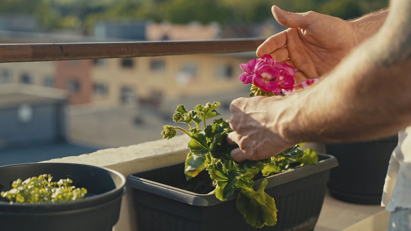 Bir balkon üzerinde duran saksıdaki canlı pembe sardunya çiçeğine güneşli bir günde özenle bakım yapan eller, bitkinin sağlıklı büyümesi için yapılan bakımı ve budama işleminin önemini vurguluyor.