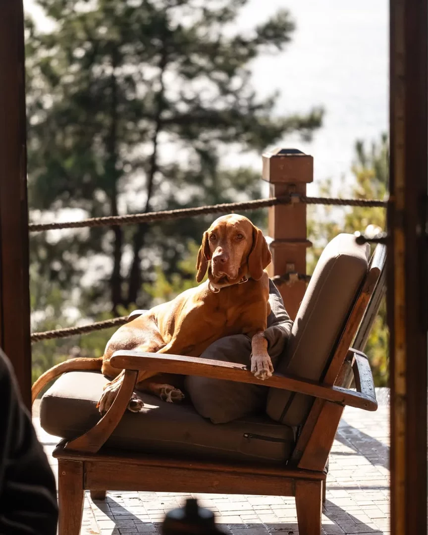 Kırmızımsı kahverengi tonlarında kısa tüylü, sevimli bir köpek, Ayvacık'taki Simurg Inn'in yemyeşil doğasına nazır, evcil hayvan dostu bir verandada ahşap kollu minderli bir koltukta keyifle dinleniyor.