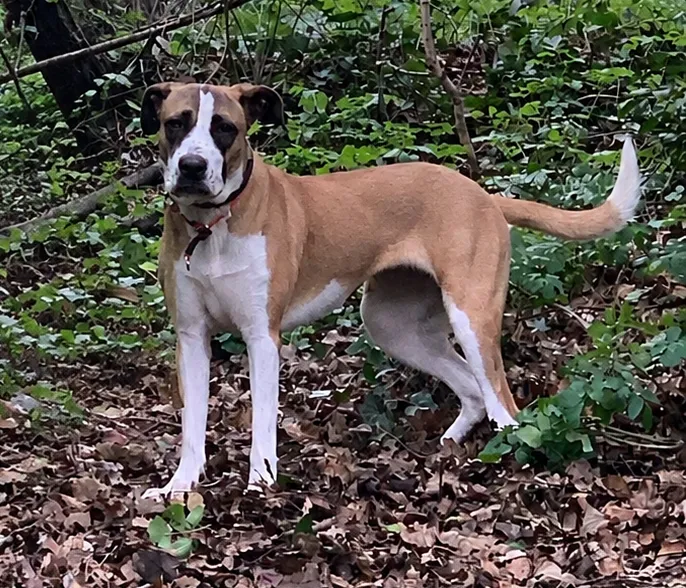 Ormanlık bir alanda, kahverengi ve beyaz renkli, yüzünde belirgin beyaz bir şerit ve koyu göz çevresi olan bir köpek, boynunda kırmızı bir tasma ile yere düşmüş kurumuş yapraklar ve yeşil bitkiler arasında durarak doğrudan objektife bakıyor.
