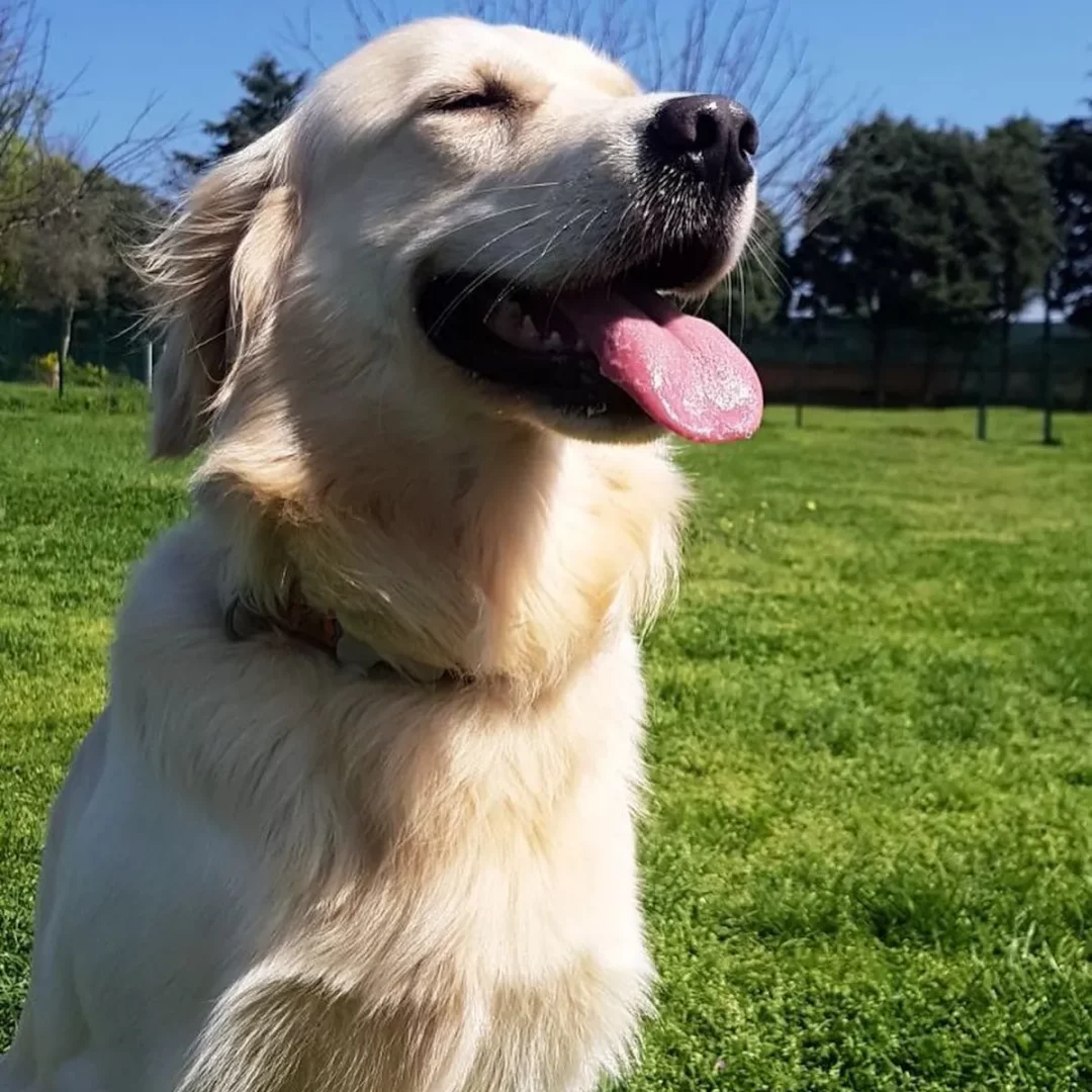 Güneşli bir günde yemyeşil çimlerin üzerinde keyifle oturan, gözleri kapalı ve dili dışarıda mutlu görünen açık renk tüylü bir golden retriever köpek, İstanbul'daki köpek otellerinin sunduğu rahat ve eğlenceli ortamları vurguluyor.