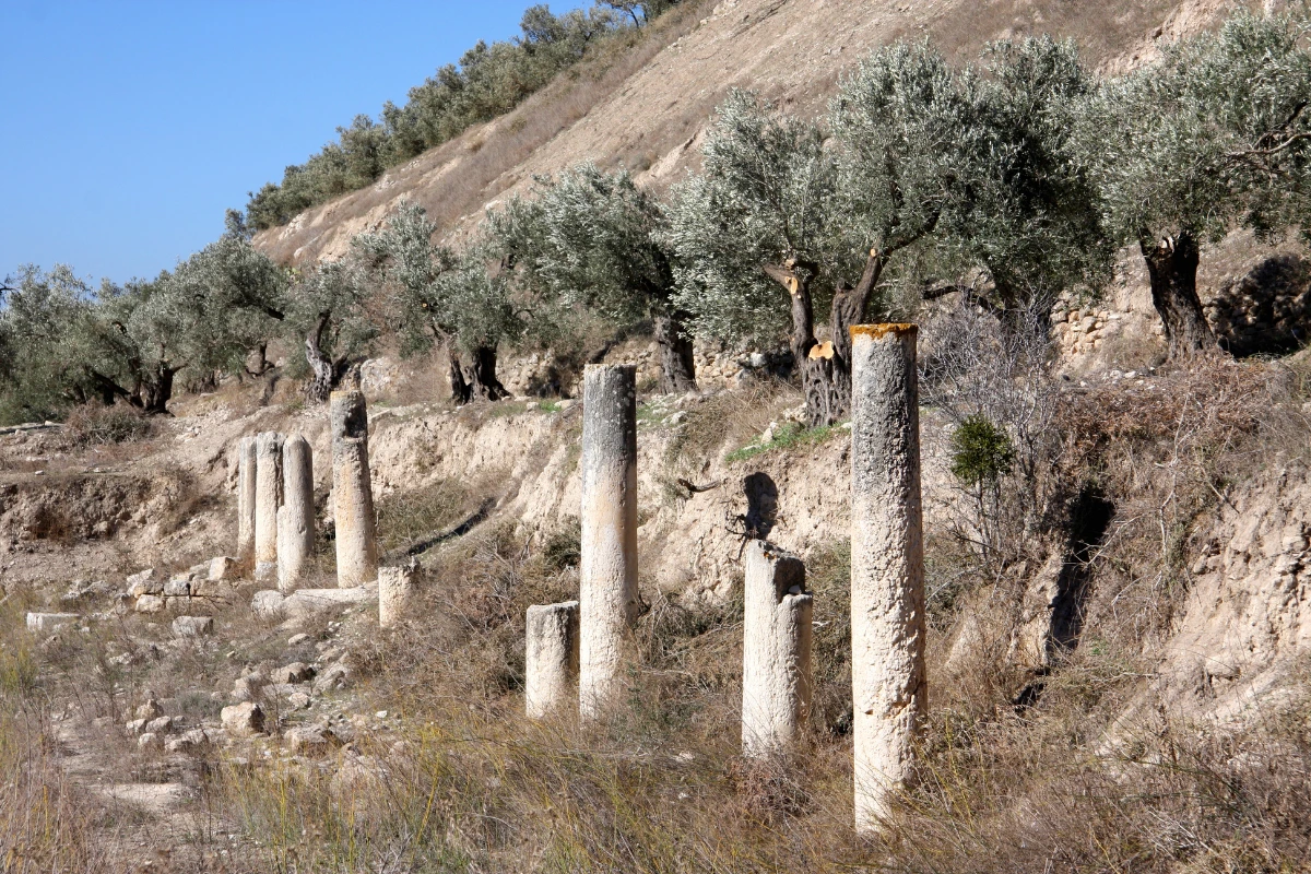 Filistin'in Batı Şeria bölgesindeki antik Sebastia'da, UNESCO Dünya Mirası listesine yeni eklenen bu tarihi alanda, yeşil yapraklı zeytin ağaçlarıyla kaplı yamaç boyunca sıralanmış, farklı medeniyetlere ait yıpranmış taş sütun kalıntıları açık havada görülüyor.