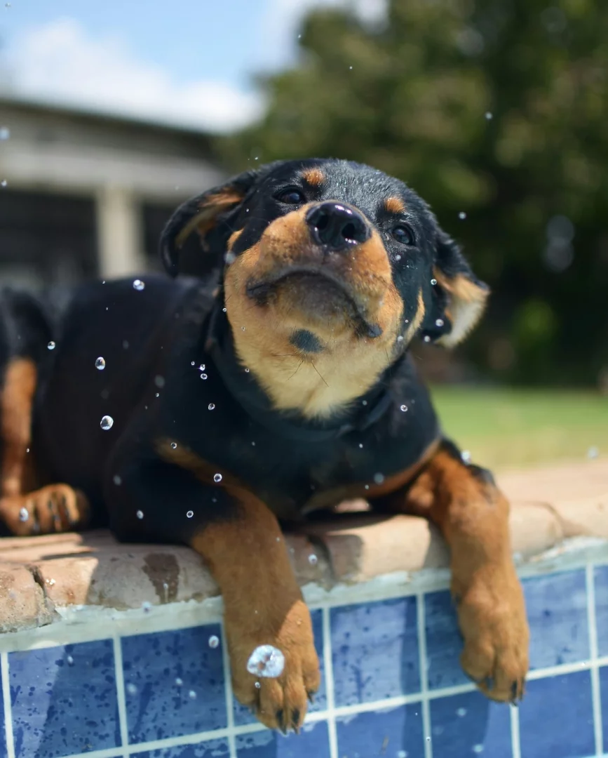 Havuz kenarında uzanmış, ıslak tüylerinden su damlacıkları sıçrayan ve meraklı gözlerle yukarıya bakan sevimli siyah-kahverengi bir Rottweiler yavrusu, havuz sonrası tüy bakımı ipuçları için ideal bir görüntü sunuyor.