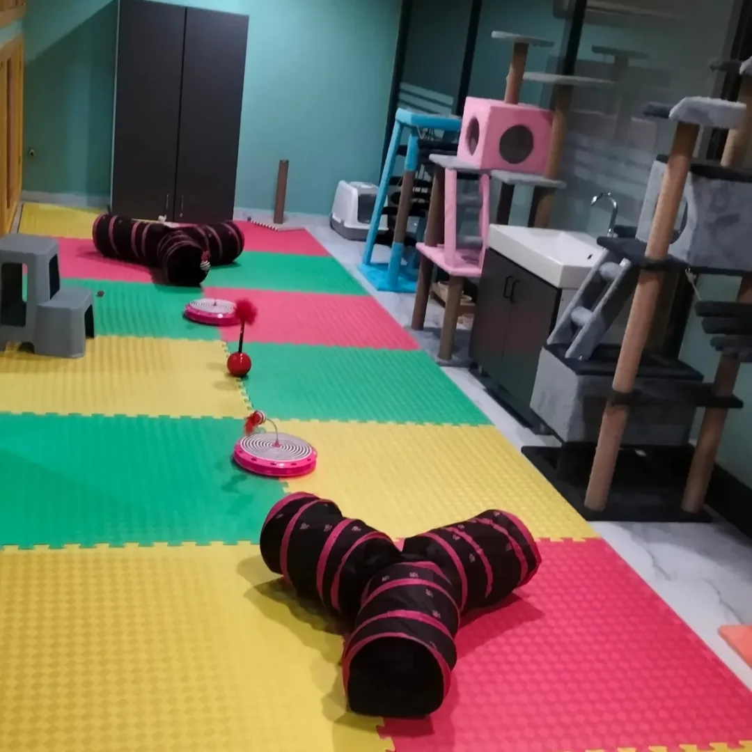 Renkli köpük minderlerle kaplı geniş bir odada, kediler için tasarlanmış pembe ve gri tırmanma ağaçları, tüneller ve interaktif kedi oyuncakları düzenli bir şekilde yer alıyor, bu ortam İstanbul kedi oteli ve oyun evi konseptini açıkça yansıtıyor.