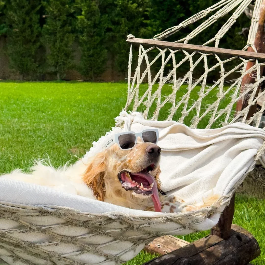 Beyaz ve karamel tonlarında tüylere sahip, şık beyaz güneş gözlükleri takan neşeli bir köpek, yemyeşil çimenlerin ve güneşin altında bembeyaz bir hamakta uzanmış, dili dışarıda keyifli bir şekilde dinlenirken, İstanbul’daki pet otellerinin sunduğu rahatlığı ve konforlu ortamı akla getiriyor.