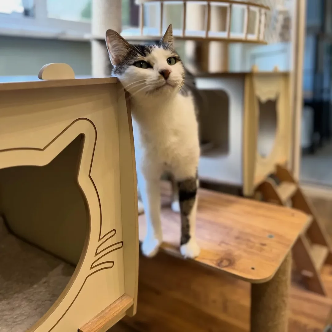 Beyaz ve siyah benekli tüyleri olan, yeşil gözlü şirin bir kedi, İstanbul'daki modern ve konforlu bir kedi otelinde, ahşap kedi evinin kenarına başını yaslamış, rahat ve huzurlu bir şekilde etrafa bakınıyor.