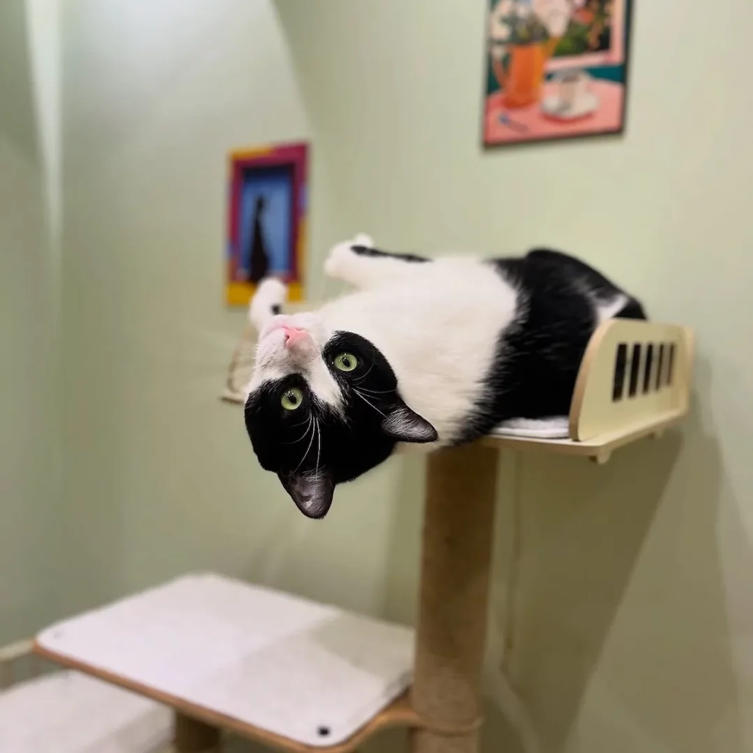 İstanbul'daki bir kedi otelinde keyifli bir konaklamanın tadını çıkaran, siyah beyaz tüylere ve belirgin yeşil gözlere sahip sevimli bir kedi, ahşap bir tırmanma ağacının veya rafın üzerinde baş aşağı uzanarak doğrudan kameraya bakıyor, neşeli ve rahat haliyle dikkat çekiyor.