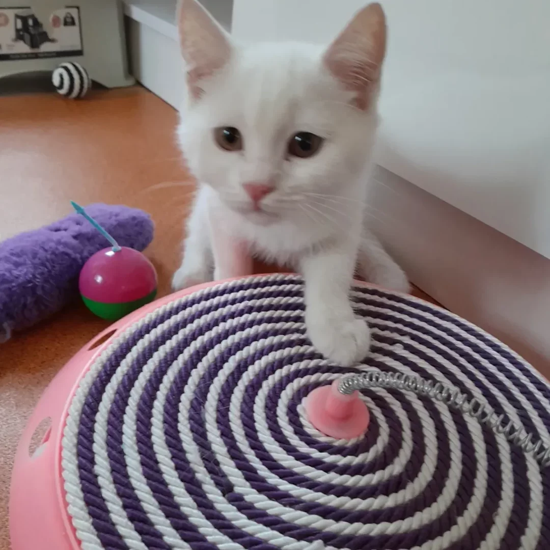Beyaz tüylü sevimli bir kedi yavrusu, İstanbul’daki kedi oteli oyun evinde mor-beyaz spiralli pembe renkli tırmalama oyuncağının üzerinde oyuncu bir şekilde durarak kahverengi gözleriyle kameraya bakıyor, etrafında başka renkli oyuncaklar da bulunuyor.