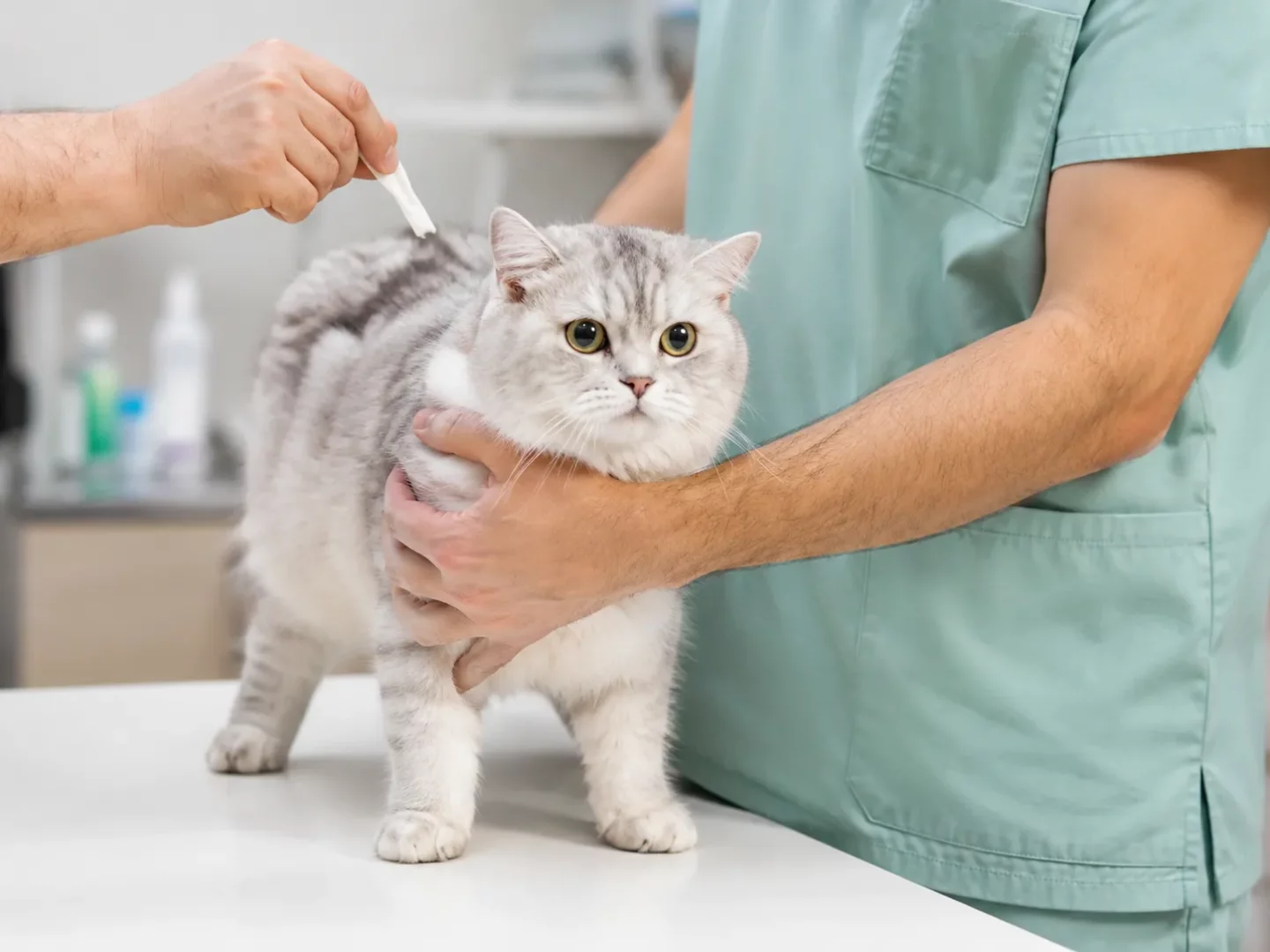 Veteriner kliniği ortamında, bir veteriner teknisyeni tarafından nazikçe tutulan gri ve beyaz çizgili bir kediye, başka bir el pire ve diğer dış parazitlere karşı koruma sağlayan ense damlasını dikkatlice uyguluyor.