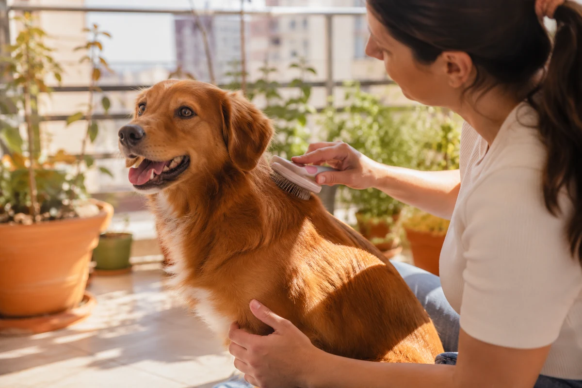 Güneşli bir balkonda, uzun koyu renk saçlarını at kuyruğu yapmış bir kadın, neşeyle bakan, altın rengi tüylere sahip köpeğinin sırtını özel bir fırçayla özenle tarayarak etkili bir köpek tüy bakımı yapıyor, etrafta saksı bitkileri bulunuyor.