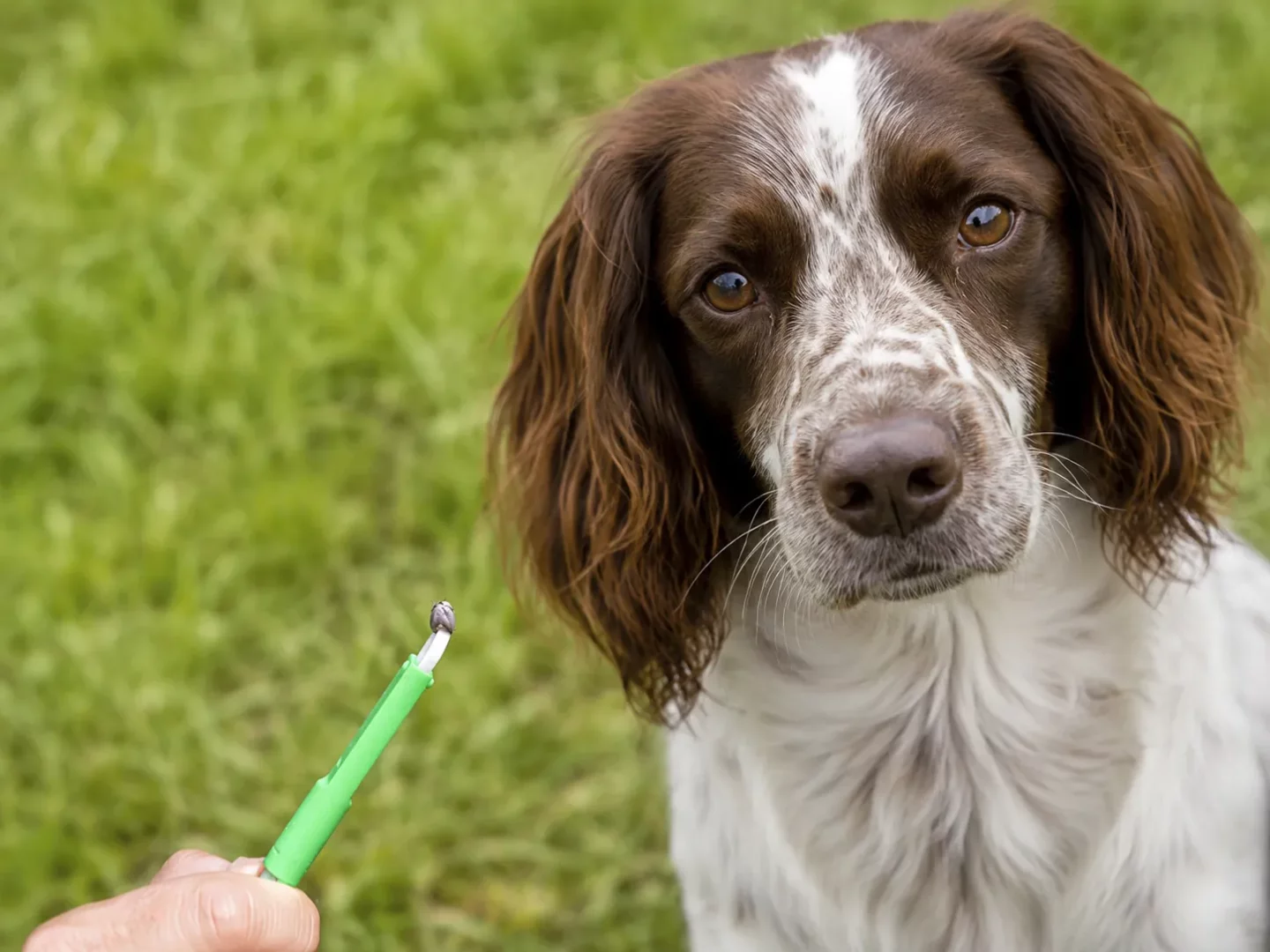 Kahverengi ve beyaz tüyleriyle doğrudan kameraya bakan sevimli bir köpeğin yakın çekiminde, bir elin tuttuğu yeşil kene çıkarma aletinin ucunda, köpeğin üzerinden başarıyla uzaklaştırılmış şişkin bir kene belirgin bir şekilde görülüyor ve kene nasıl çıkarılır konusunda önemli bir ipucu sunuyor.