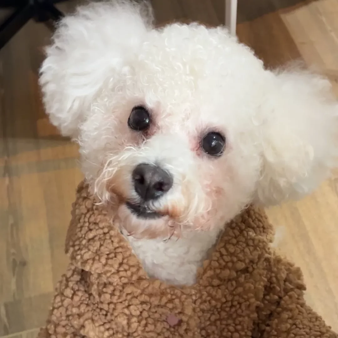 Kahverengi peluş bir kıyafet giymiş, mutlu bir ifadeyle kameraya yukarıdan bakan, beyaz tüylü sevimli bir köpek, İstanbul pet otellerinde konaklama deneyimlerinin ne kadar keyifli olabileceğini düşündürüyor.