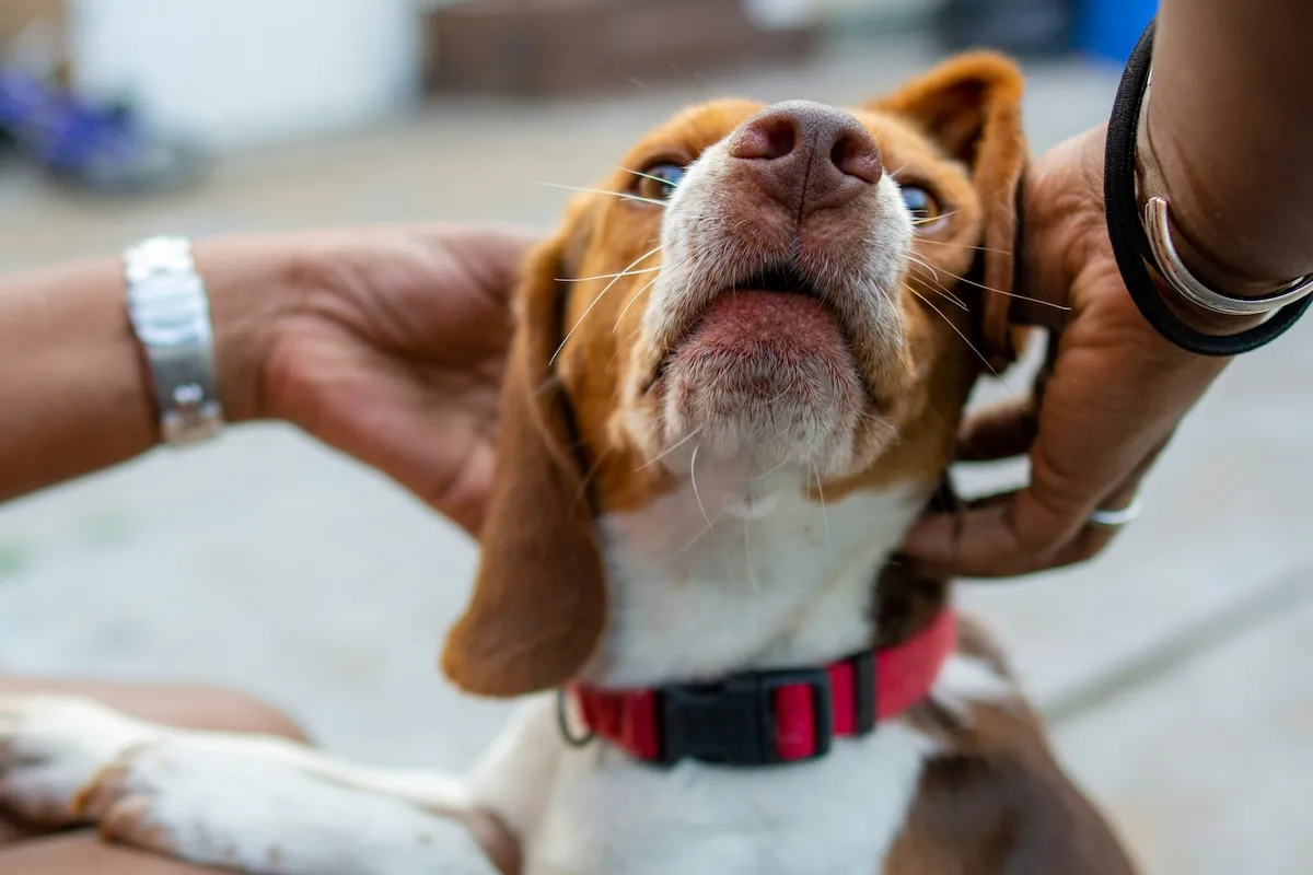 Kahverengi ve beyaz tüylü, kırmızı tasmalı bir köpeğin başı, bakımla ilgili nazik bir dokunuşla insan elleri tarafından tutulurken, sağlıklı bir köpek ve pire kontrolü sürecinin önemini vurguluyor.