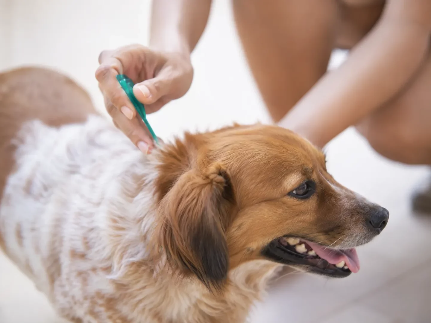 Kahverengi ve beyaz tüylere sahip, ağzı hafif açık, dili dışarıda olan sevimli bir köpeğin boyun bölgesine, bir kişinin eliyle yeşil bir damlalık yardımıyla topikal bir sıvı dikkatlice uygulanıyor.