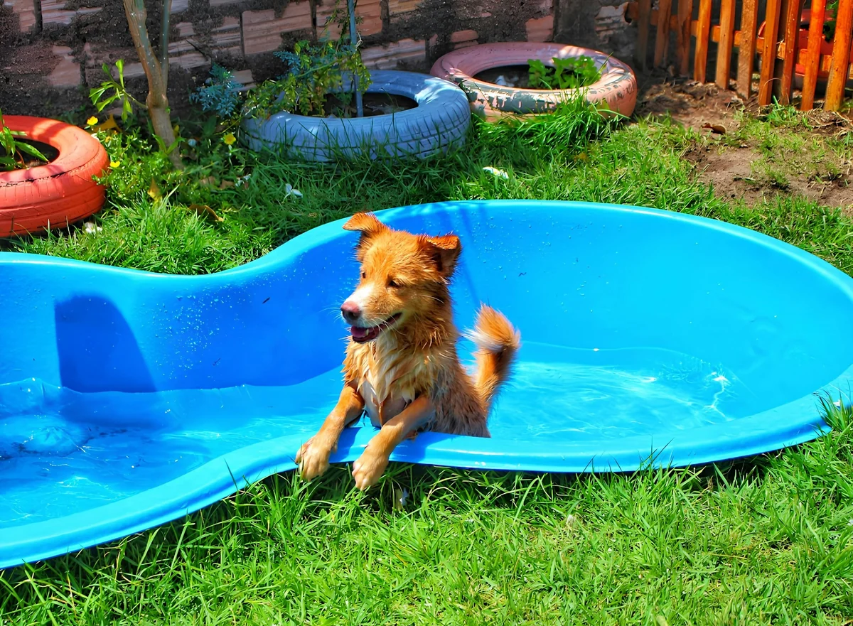 Yemyeşil bir bahçede, parlak mavi bir köpek havuzunun içinde keyifle duran, ıslak ve kızıl kahverengi tüylü bir köpek, ön patilerini havuzun kenarına dayamış, yüzme deneyiminin tadını çıkarırken köpeklerin suyla olan olumlu ilişkisini ve yüzme yeteneklerini gösteriyor.