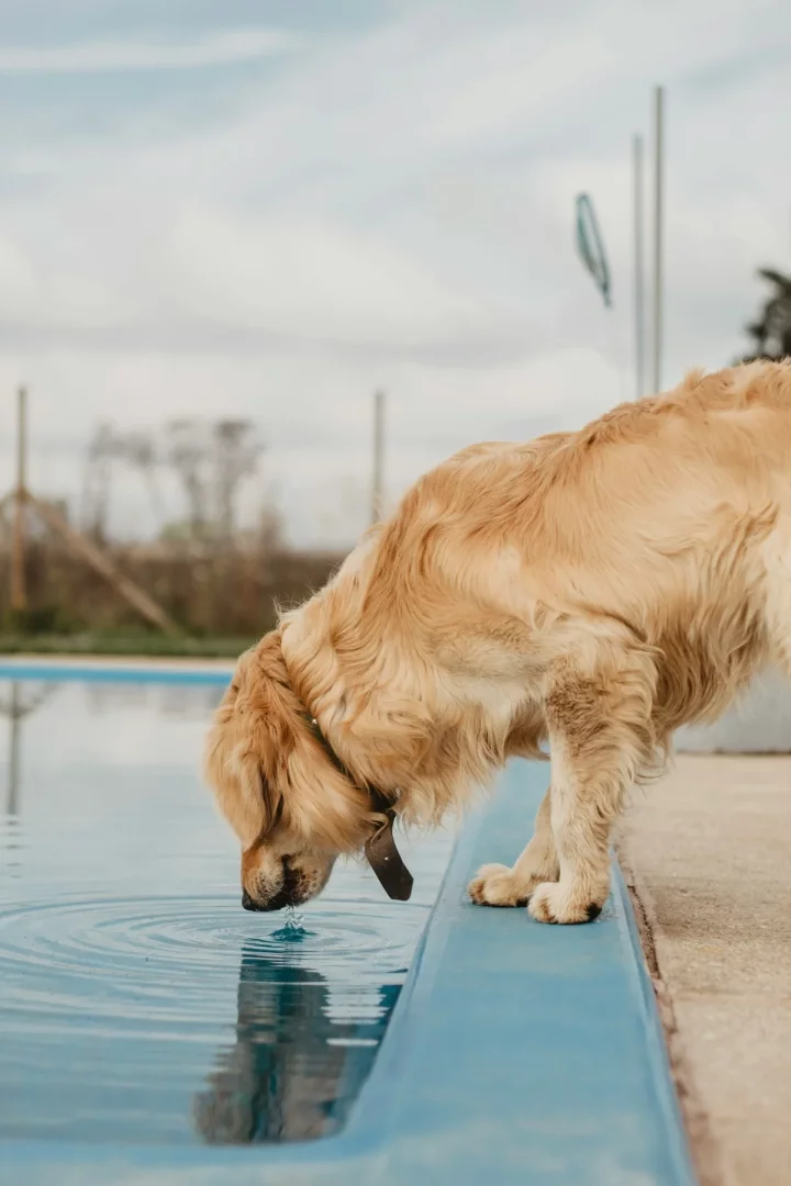 Altın renkli tüylere sahip bir Golden Retriever köpeği, havuz kenarında eğilerek masmavi sudan içerken, içme anının yarattığı halkalar su yüzeyinde net bir şekilde görülüyor ve bu durum köpeklerin havuzlarla olan doğal etkileşimini akıllara getiriyor.