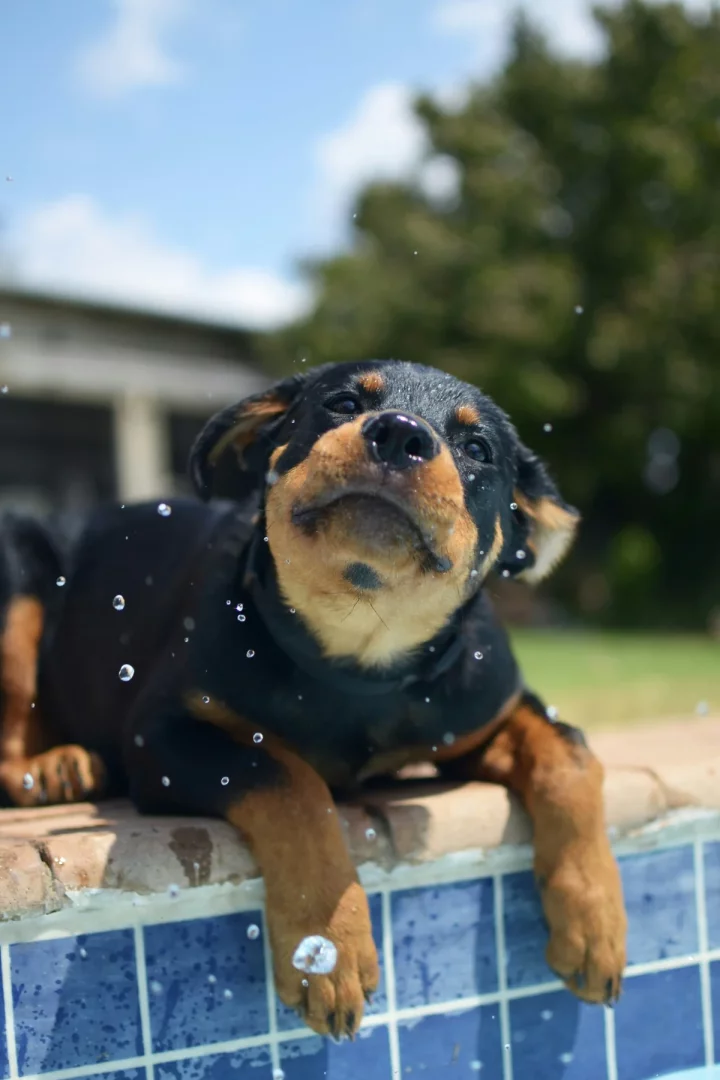 Mavi gökyüzü altında, havuz kenarında ıslak bir Rottweiler yavrusu, su damlacıkları arasında başını yukarı kaldırmış, ön patileri suya değerek uzanmış halde 'köpekler yüzebilir mi' sorusunu akla getiren neşeli bir anı yakalıyor.