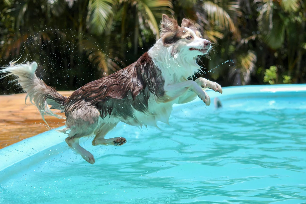 Islak kahverengi ve beyaz tüylere sahip, etrafa su sıçratarak berrak mavi bir yüzme havuzuna enerjik bir şekilde atlayan orta boy bir köpek, 'köpekler yüzebilir mi' sorusuna cevap olarak köpeklerin yüzme yeteneğini ve suyla ne kadar eğlenebildiğini gözler önüne seriyor.