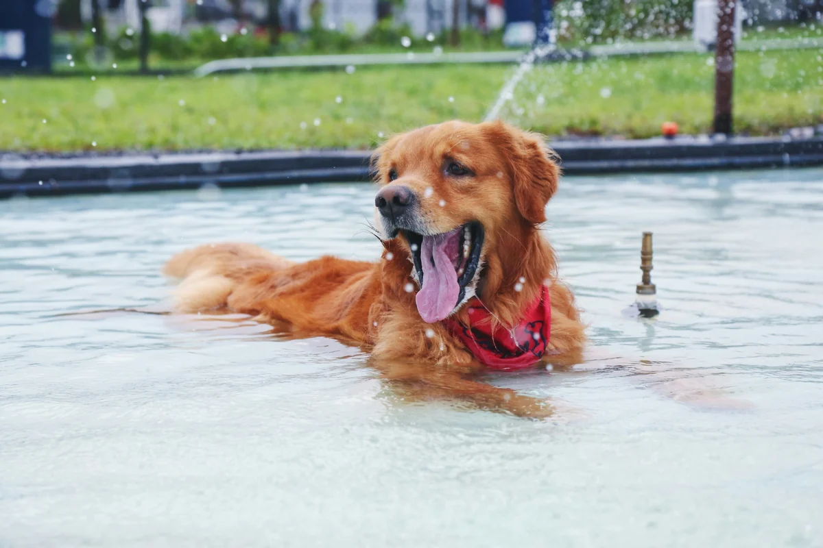 Neşeli bir Golden Retriever köpeği, boynunda kırmızı bandanasıyla havuzda uzanmış, ağzı açık ve dili dışarıda keyifle serinlerken, etrafındaki su damlacıkları anın ferahlığını gözler önüne seriyor.