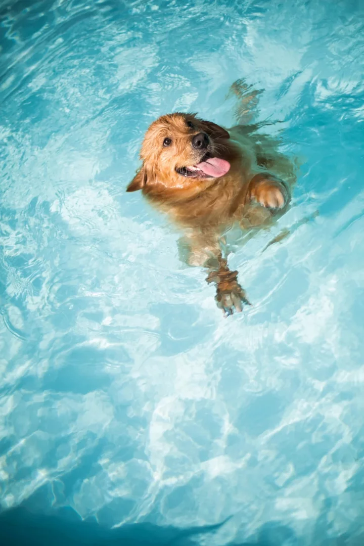 Sıcak bir yaz gününde mavi havuzun berrak sularında neşeyle yüzen, ıslak tüyleri ve dışarı çıkmış diliyle mutlu görünen bir Golden Retriever; 'köpekler yüzebilir mi' sorusuna cevaben köpeğinizle su kenarı ve havuz güvenliği kurallarına dikkat ederek geçirilen keyifli anları temsil ediyor.