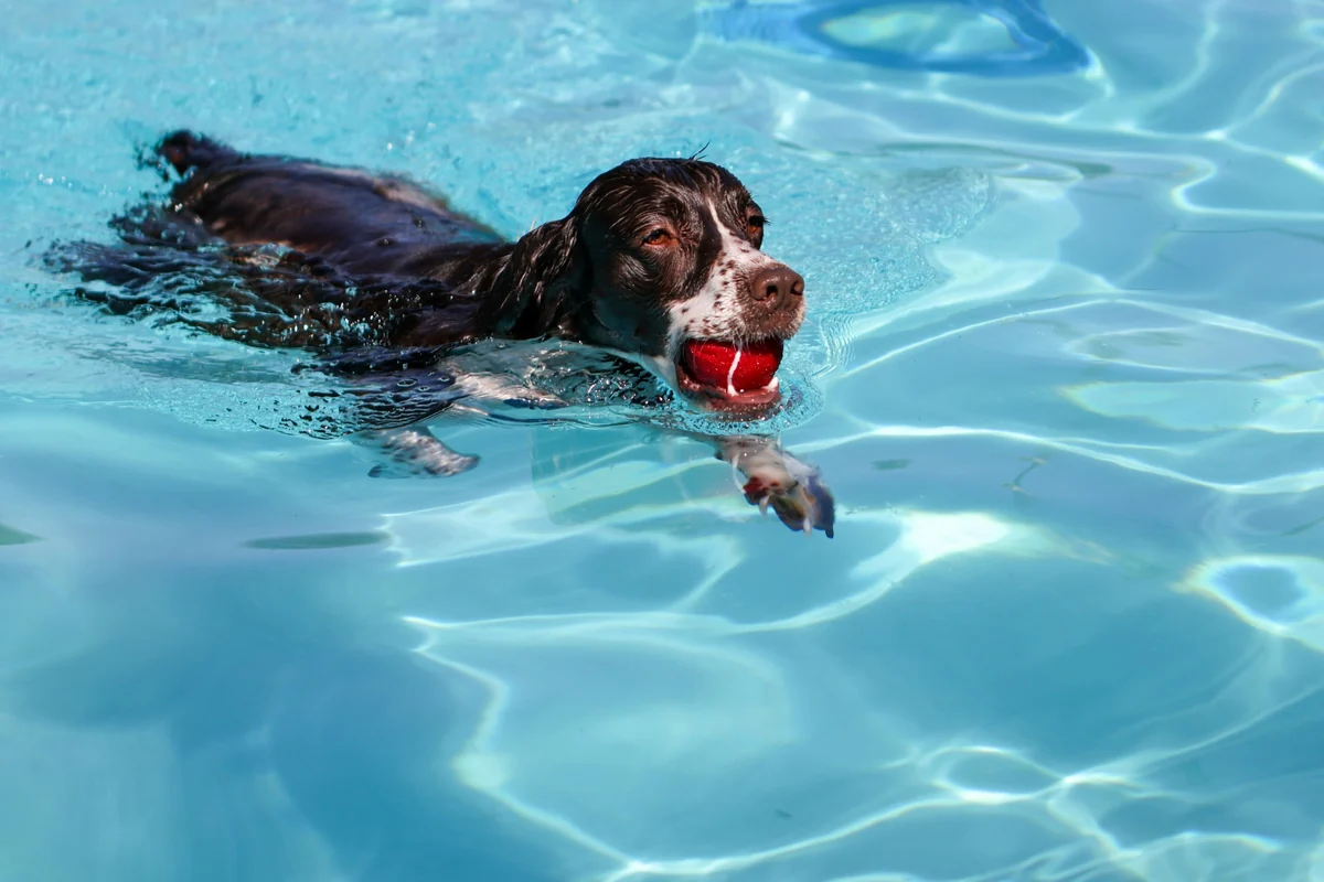 Mavi ışıklı bir havuzda enerjik bir şekilde yüzen, ağzında parlak kırmızı bir topla oynayan, siyah ve beyaz tüylere sahip, canlı bir köpek, köpekler yüzebilir mi sorusunun cevabını somutlaştırarak suyun ve oyunun keyfini doyasıya çıkarıyor.