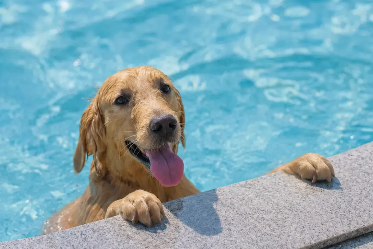 Köpeğinizle Su Kenarında Güvenli ve Mutlu Anılar İçin Deniz ve Havuz Güvenliği Kuralları