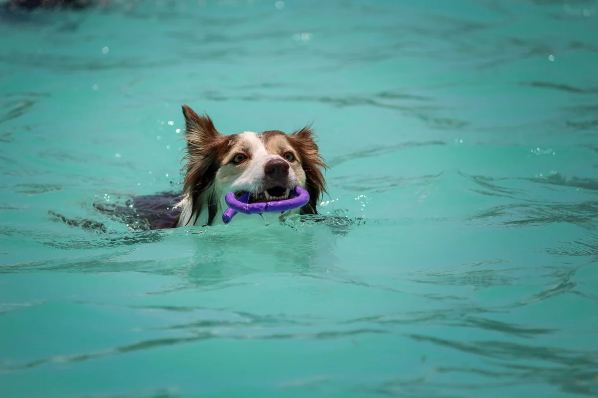 Enerjik kahverengi ve beyaz tüylere sahip bir köpek, turkuaz renkteki berrak havuz suyunda ağzında mor bir oyuncakla keyifle yüzerken, köpeklerin suya olan doğal yatkınlığını ve yüzme becerilerini harika bir şekilde sergiliyor.