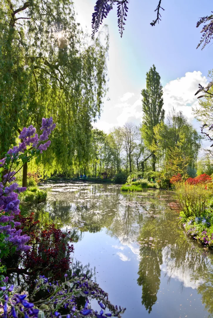 Güneşli bir günde, Claude Monet'nin Giverny'deki ünlü bahçesinin huzurlu su göletini ve çevresindeki mor salkım ile söğüt ağaçlarının suya yansıyan canlı yeşil tonlarını gösteren büyüleyici bir manzara.