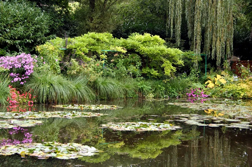 Giverny'deki Monet bahçesinin sakin göletinde, nilüfer yaprakları ve açmış morlu, kırmızılı çiçekler suyun yüzeyini süslerken, kıyıda yükselen yemyeşil bitki örtüsü ve suya sarkan salkım söğüt dalları pürüzsüz yüzeyde büyüleyici yansımalar oluşturarak huzurlu bir sanatçı evi bahçesi atmosferi sunuyor.