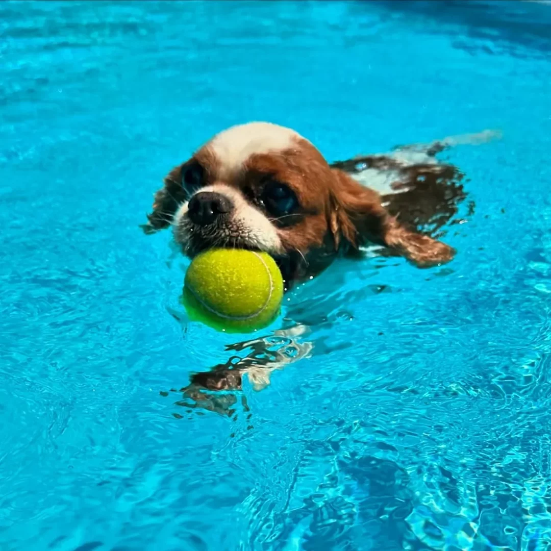 Kahverengi ve beyaz tüylere sahip, ağzında parlak sarı bir tenis topuyla masmavi havuzda keyifle yüzen bu sevimli köpek, İstanbul'daki kaliteli bir pet oteli ortamında neşeli ve aktif bir konaklamanın tadını çıkarıyor gibi görünüyor.