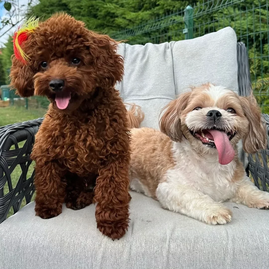 Gri minderli bir dış mekan koltuğunda oturan, ağzı hafif açık, kahverengi kıvırcık tüylü bir köpek ve hemen yanında dilini çıkarmış, gülücükler saçan, açık kahverengi ve beyaz tüylü bir Shih Tzu, İstanbul'daki mutlu bir köpek oteli atmosferini yansıtıyor.