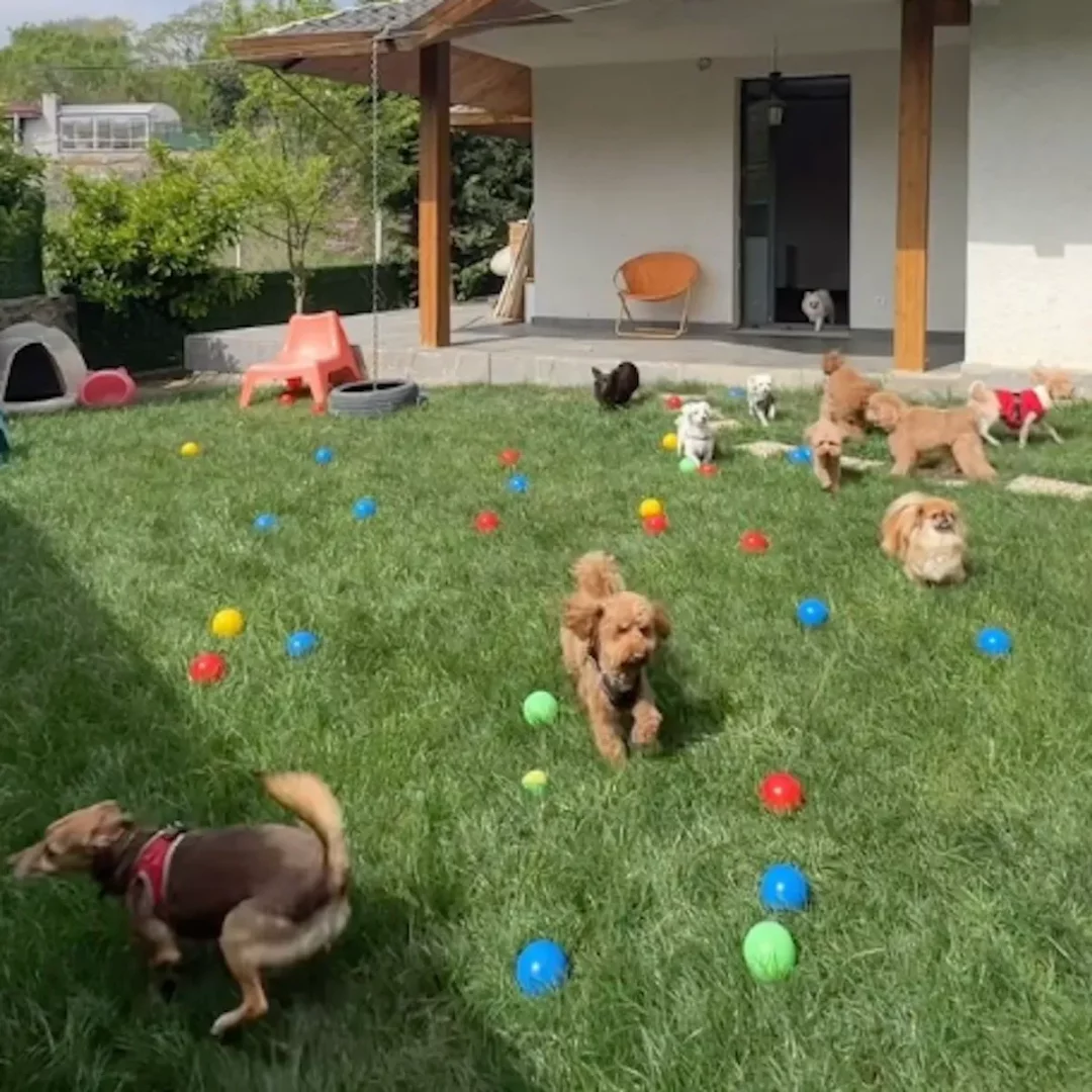 Çok sayıda neşeli köpeğin, rengarenk toplarla dolu yemyeşil bir çim alanda koşup oynadığı, arkada pati dostlarının konforu için tasarlanmış modern bir pet otel binasının ve gölgelikli terasın yer aldığı, güneşli ve capcanlı bir oyun alanı.