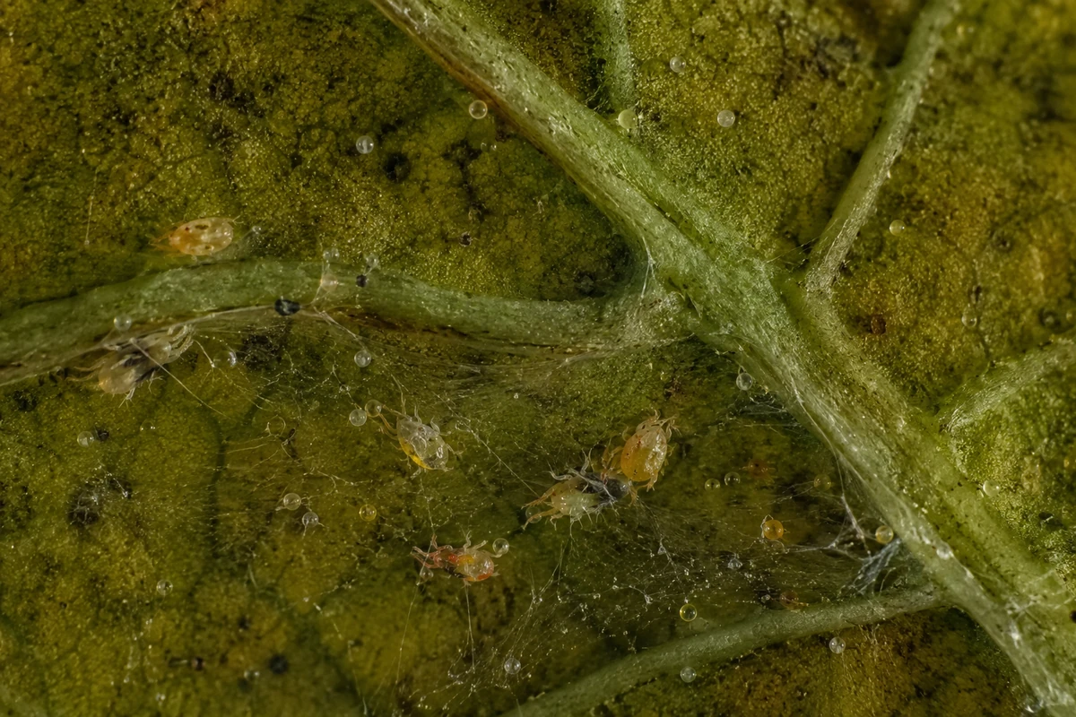 Bir yaprağın alt yüzeyinin yakın çekim makro fotoğrafı, zararlıların neden olduğu yaprak sararması belirtisi olarak, ince ağlar örmüş çeşitli örümcek akarlarını ve beslenme nedeniyle hafifçe rengi solmuş, lekeli yeşil yaprak dokusunu detaylarıyla gözler önüne seriyor.