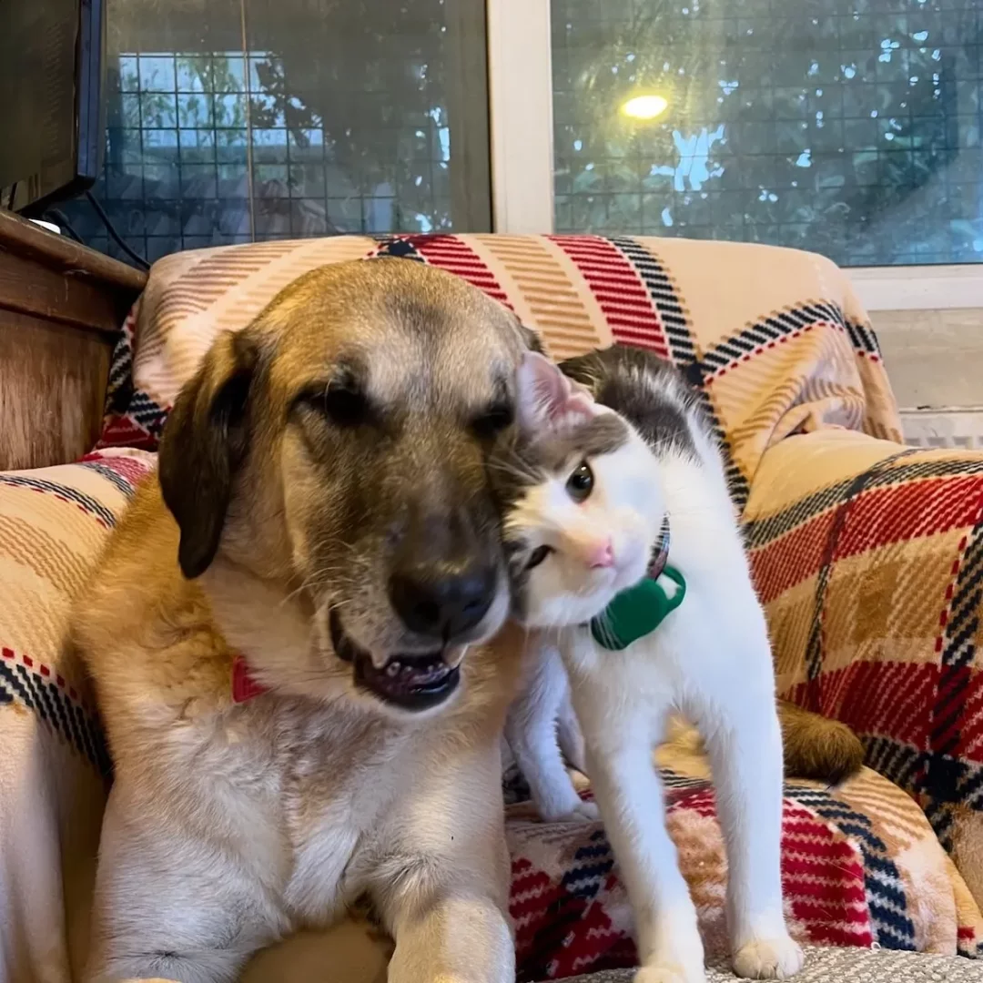 Açık kahverengi büyük bir köpek, üzerinde ekose desenli bir battaniyenin bulunduğu koltukta uzanmış; beyaz ve gri tüylü, yeşil tasmalı küçük bir kedi başını köpeğin başına yaslayarak Pet Chalet İstanbul pet otelinde evcil hayvanlar arasındaki sıcak dostluğu gözler önüne seriyor.