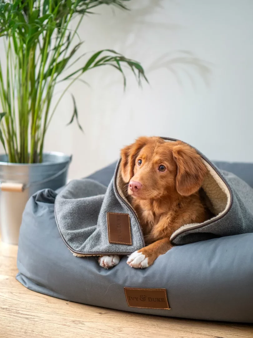 Gri renkli yumuşak bir yatakta, gri bir battaniyeye sarılmış, kahverengi tüyleri ve pembe burnuyla huzurlu görünen sevimli bir köpek yavrusu, evcil hayvanların rahatı ve sağlıklı bir yaşam için düzenli pire temizliği yapılmasının önemini vurguluyor.
